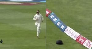 Kane Williamson amusingly chases cap to the boundary in Wellington Test
