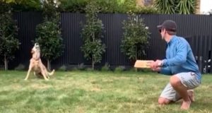 Kane Williamson’s Dog Takes Stunning Catch At Slip