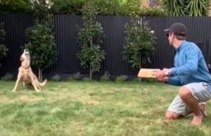 Kane Williamson’s Dog Takes Stunning Catch At Slip